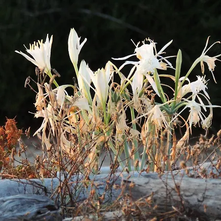 Il Gufo E La Civetta *